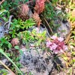 Thymus pulegioidesFlower