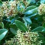 Asteropeia multiflora Flor