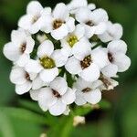 Lobularia maritima Çiçek