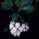 Arctostaphylos manzanita 花