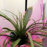 Tillandsia guatemalensisBlad