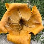 Solandra maxima Blüte