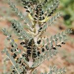 Astragalus trigonus List