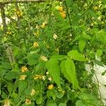 Kerria japonica برگ