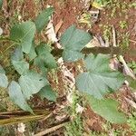 Jatropha curcasBlad