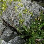 Biscutella arvernensis Nyingine