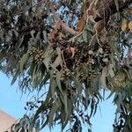 Eucalyptus gomphocephala Ovoce