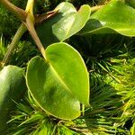 Nepenthes truncata Leaf