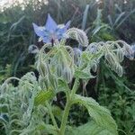 Borago officinalisЦвят