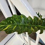 Philodendron bipennifolium Folha