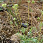 Potentilla tilingii Hábito