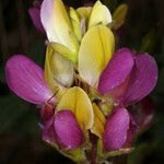 Lupinus stiversii 花