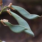 Craibia grandiflora Φρούτο