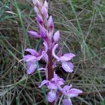 Orchis olbiensis Blüte