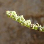 Heliotropium curassavicum Fruit