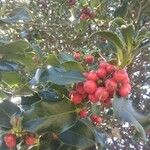 Ilex mitis Frucht