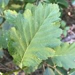 Sorbus mougeotii Hoja