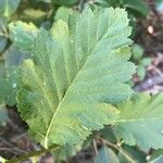 Sorbus mougeotii Leaf