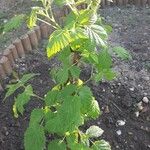 Rubus idaeusLeaf