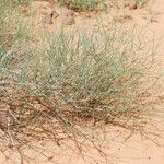 Calligonum polygonoides عادت داشتن