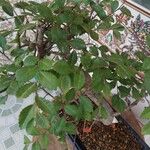 Ulmus parvifoliaपत्ता