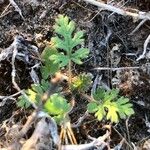 Erodium botrys Hoja