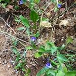 Convolvulus siculus Habit