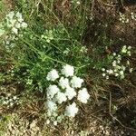 Oenanthe pimpinelloides Floare