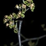 Hamamelis mollis Virág