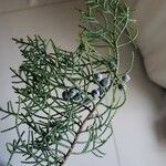 Juniperus virginiana Фрукт