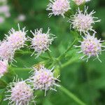 Conoclinium coelestinum Flower