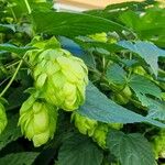 Humulus lupulus पत्ता