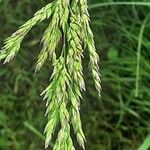 Poa trivialis ফুল