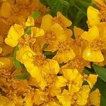 Tagetes lucida പുഷ്പം