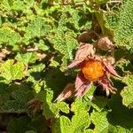 Rubus tricolor Flower