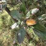 Sorbus minima Leaf