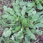 Rumex pulcher Libunga