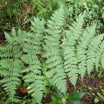 Dryopteris pentheri Blatt