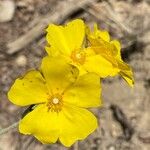 Cistus lasianthusBlomst