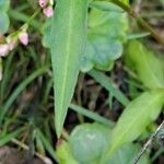 Persicaria minor 葉