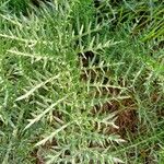 Cynara humilis Hoja