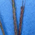 Bothriochloa insculpta Blodyn