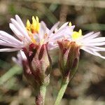 Tripolium pannonicum 花