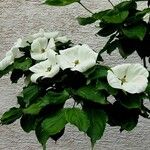 Cornus kousa Bloem