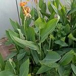 Canna × hybridaFlower