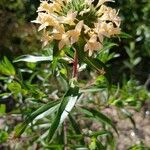 Collomia grandiflora फूल