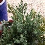 Juniperus chinensisLeaf