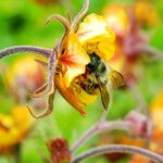 Geum rivale Lorea