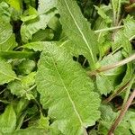Salvia verbenaca Blatt