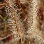 Trifolium angustifolium 花